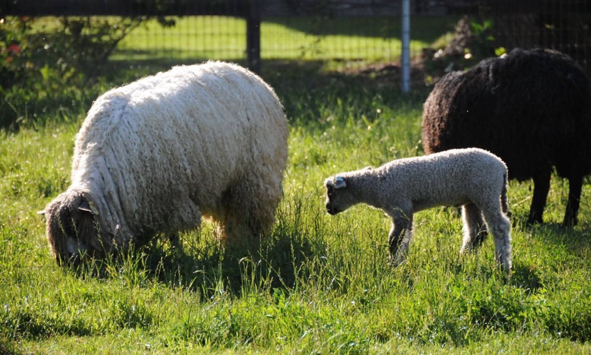 Temecula Cottage | Namaste Farms Wine Country Working Wool Sheep Farm; Main Cottage 501c3