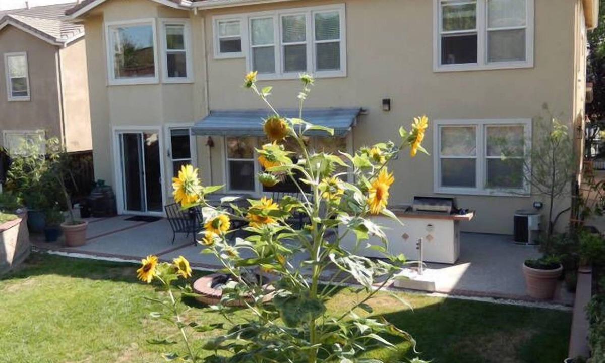 Silver Creek House | Spacious Modern Home/Big Backyard/Close to Downtown, Levis, SAP, Avaya Stadiums