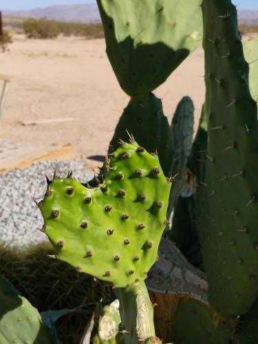 Joshua Tree Other | The Dome at Tribal Camp