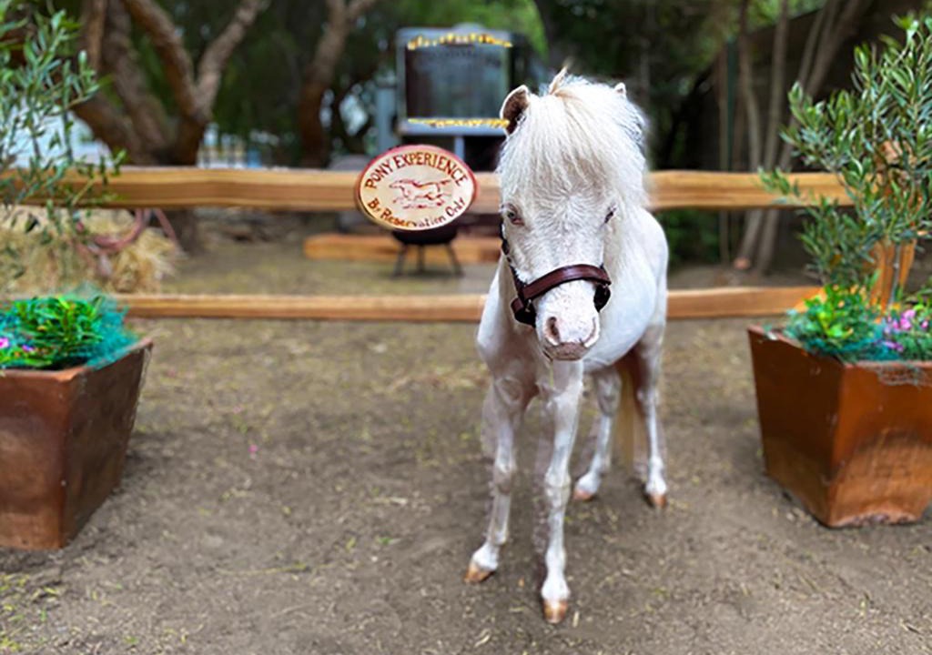 Temecula House | The Pony Experience; Glamping with Private Petting Zoo
