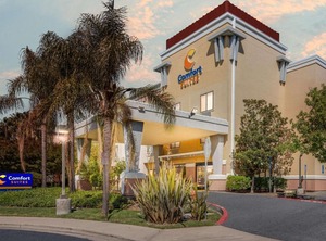 Comfort | Nut Tree