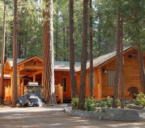 The Redwoods Yosemite 