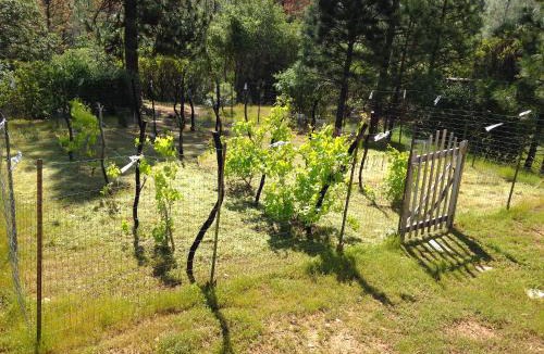 Mariposa House | Black Oak Hill Vista near Yosemite - mountain views & starry night sky