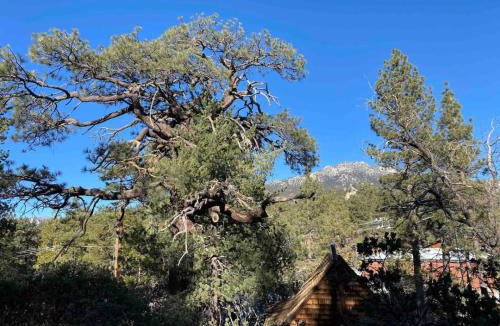 Pine Cove House | Blissfully Wild -with Hot Tub and pets are welcome