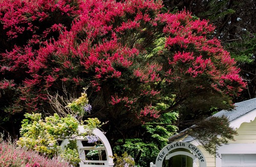 Mendocino Cottage | Cozy, Romantic Cottage just 3 minutes from the village of Mendocino!