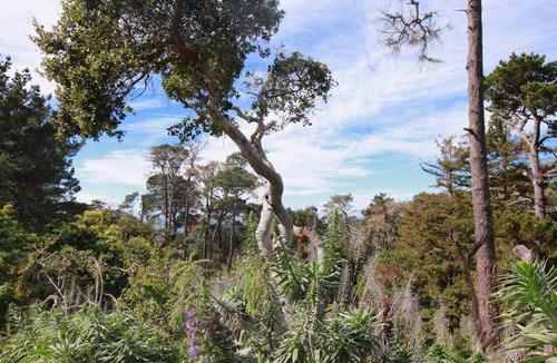 Carmel Highlands Apartment | LARGE GLASS WINDOWS OPEN TO VIEW OF DEEP CANYONs AND OCEAN