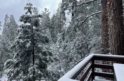 Cedarpines Park Cabin | Light filled Cabin in the Woods