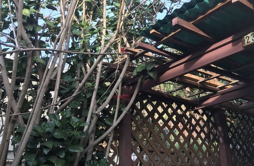 Silver Lake Apartment | Lovely all new garden studio in silverlake