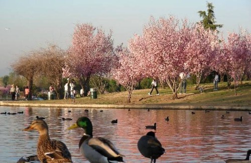 Lake Balboa Resort | Private room ∙ 1 guest