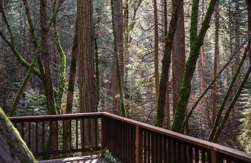 Sonora Cabin | Quiet A frame cabin in the Twain Harte woods