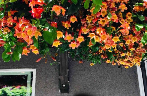 Altadena House | Stay in LA LA Land at The Blue Moon Bungalow
