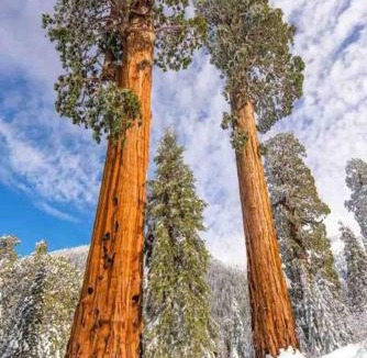 Springville House | Sweet getaway in private Giant Sequoia Grove!