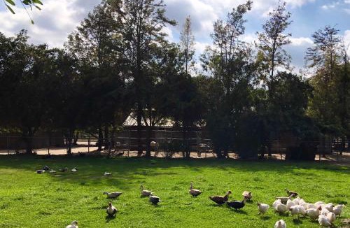 Temecula House | The Pony Experience; Glamping with Private Petting Zoo