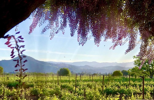 Morgan Hill Villa | Tuscan villa nestled in the vineyard - Villa Riposo