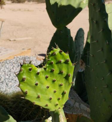 Joshua Tree Other | The Dome at Tribal Camp