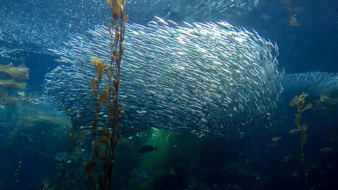 Photo of Outdoor in Monterey