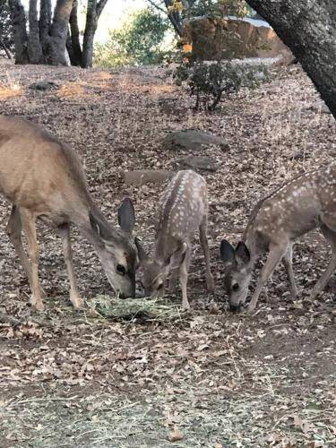 Photo of Others in Mariposa