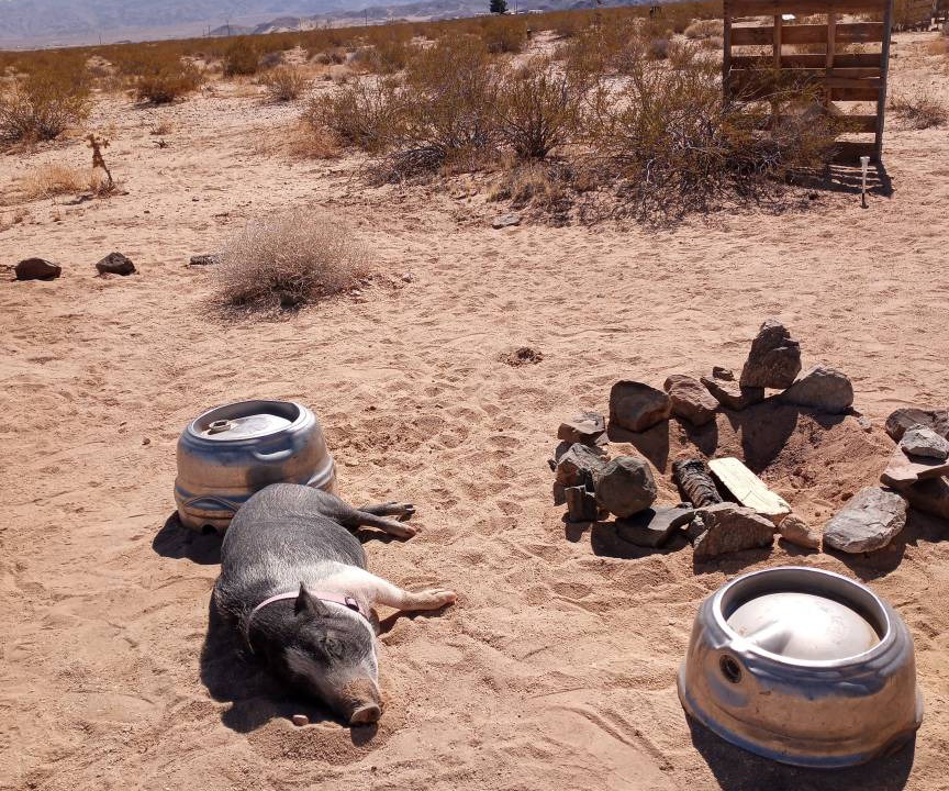 Photo of Others in Joshua Tree