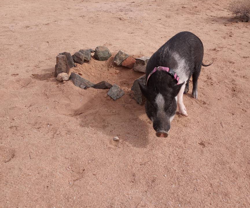 Photo of Others in Joshua Tree