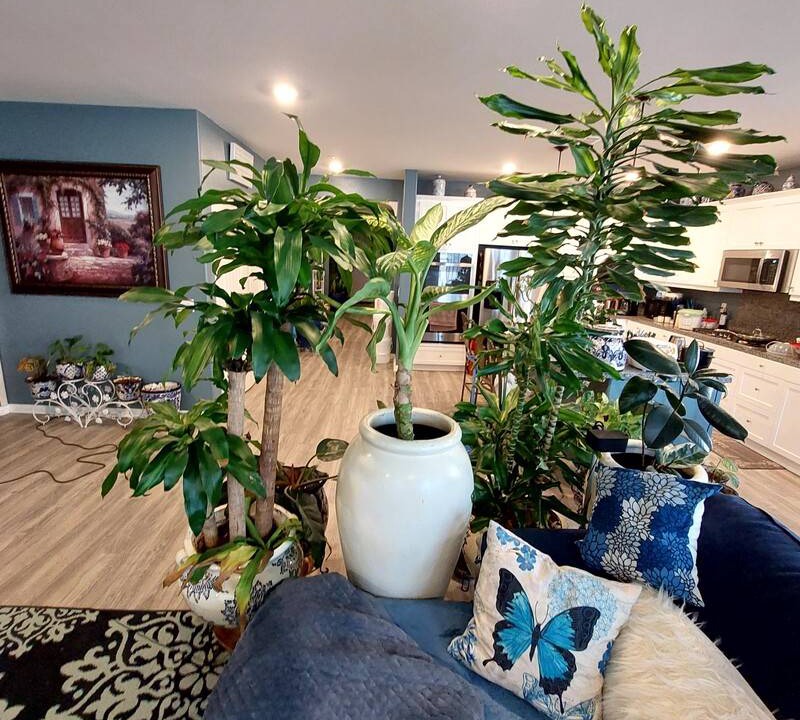Photo of Livingroom in Sun City