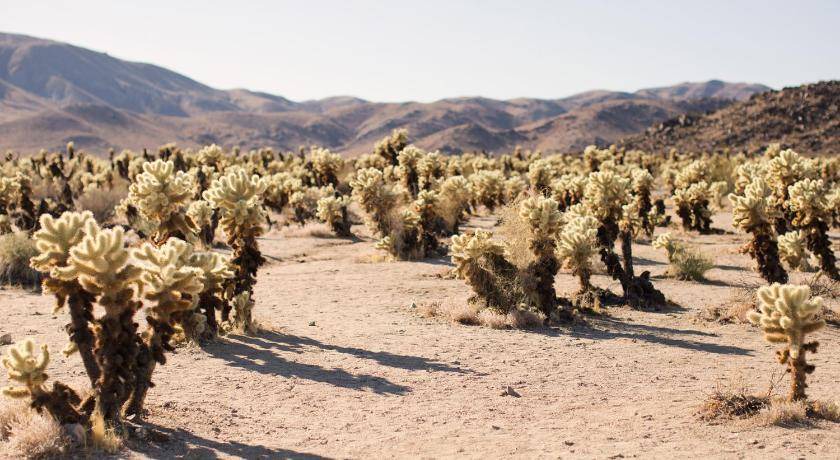 Photo of Others in Twentynine Palms