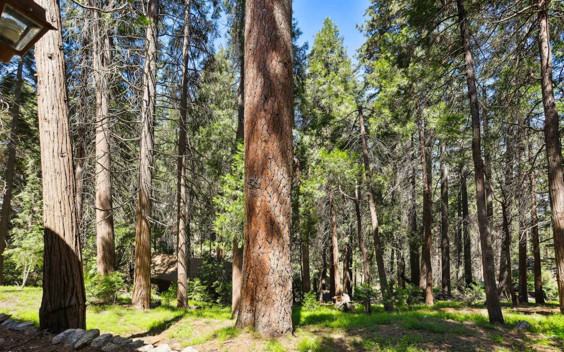 Photo of Others in Twin Peaks