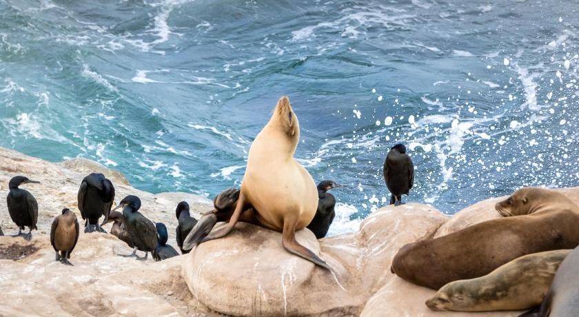 Photo of Others in Village of La Jolla