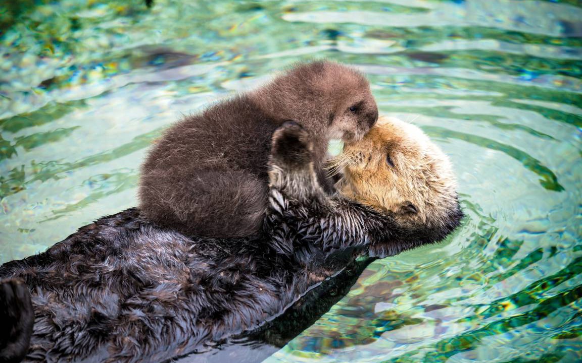 Photo of Others in Pacific Grove