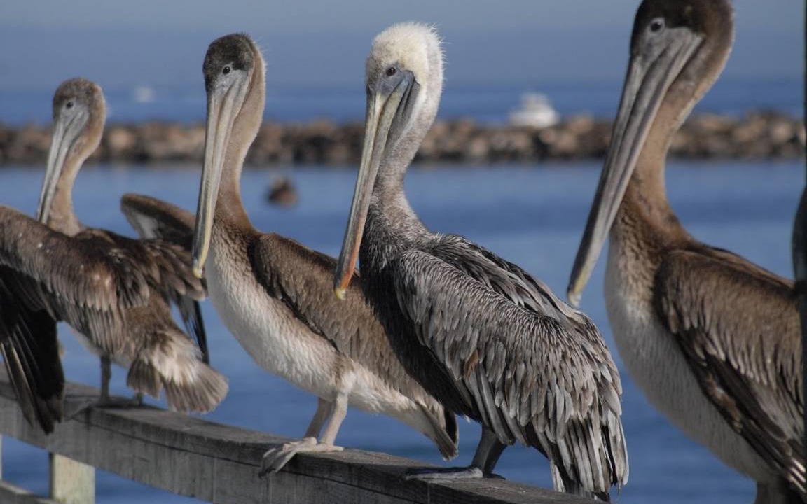 Photo of Others in Carmel Point