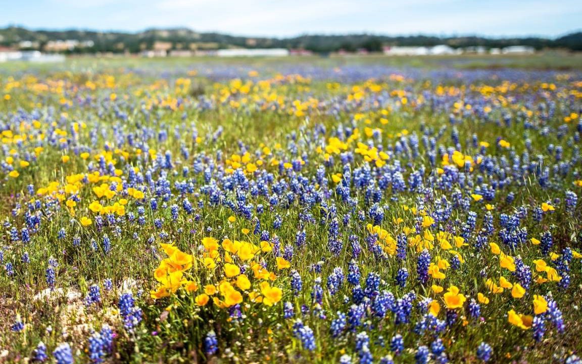 Photo of Others in Carmel Highlands