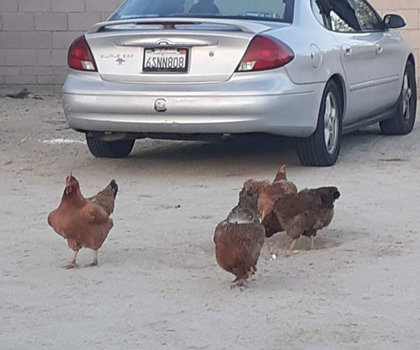 Photo of Others in Desert Hot Springs