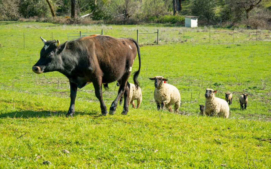 Photo of Others in California Wine Country