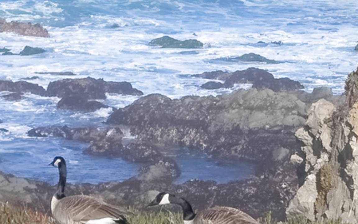 Photo of Others in Fort Bragg