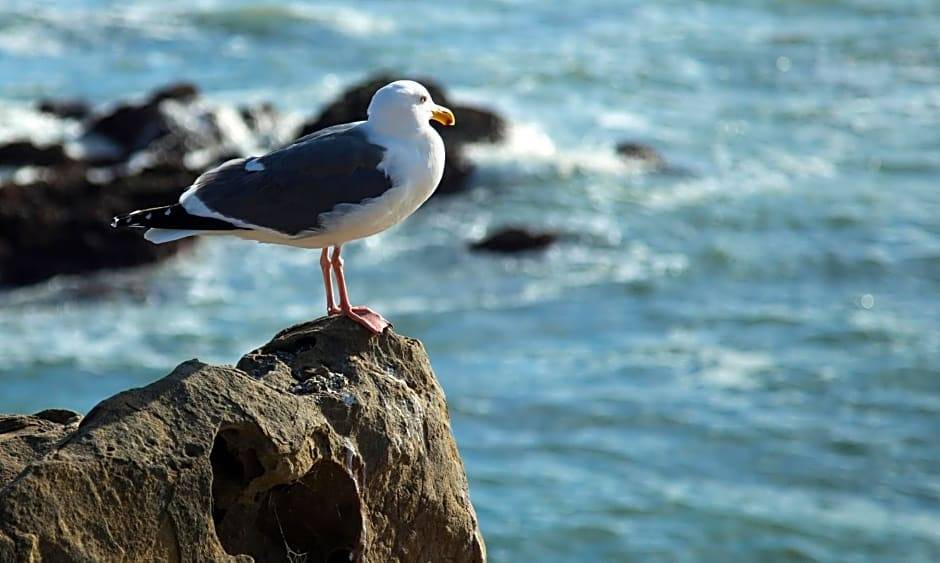 Photo of Others in San Simeon