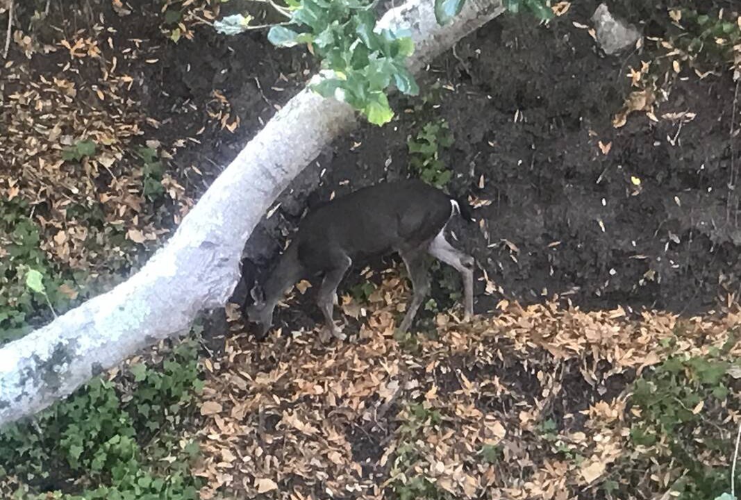 Photo of Others in El Sobrante
