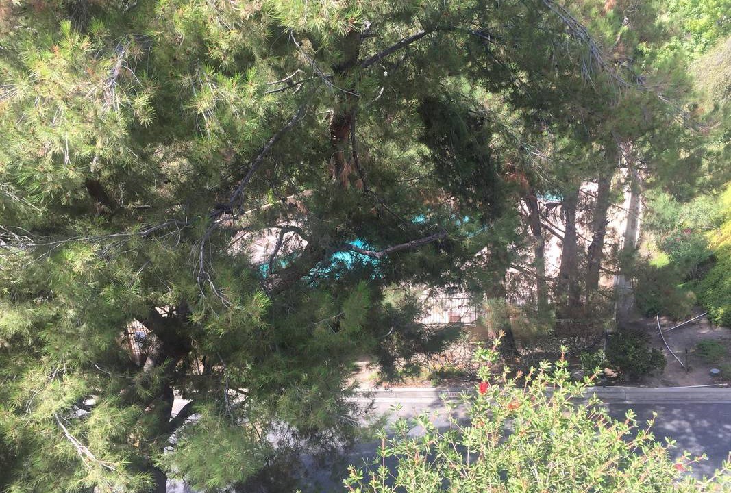Photo of Others in Verdugo Woodlands