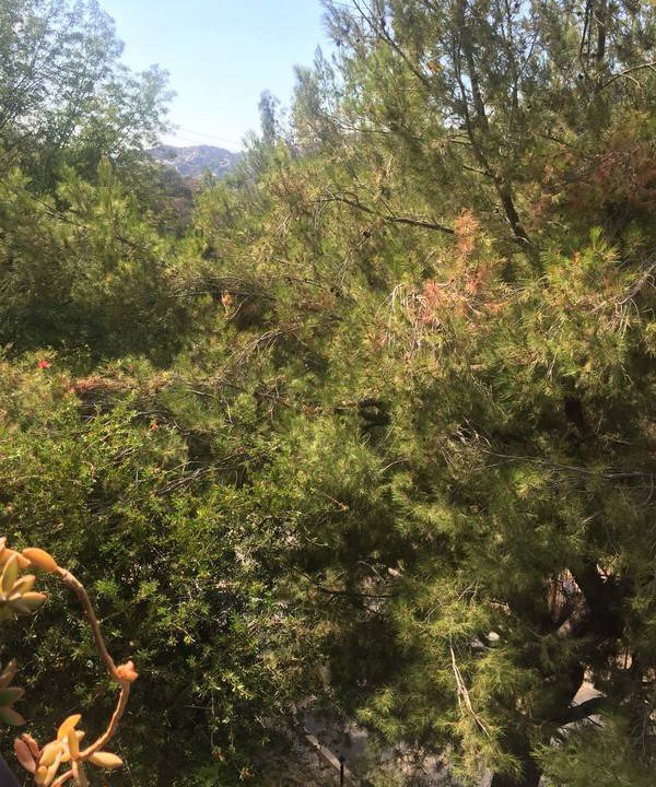 Photo of Others in Verdugo Woodlands