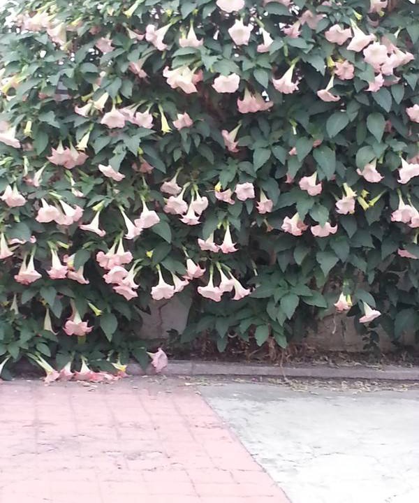 Photo of Others in El Monte