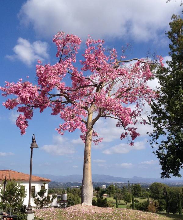 Photo of Others in Laguna Woods