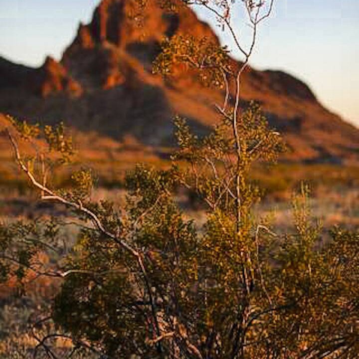Photo of Others in Needles