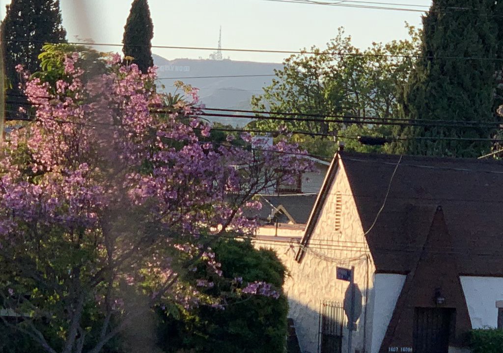 Photo of Buildings in Sunset Junction