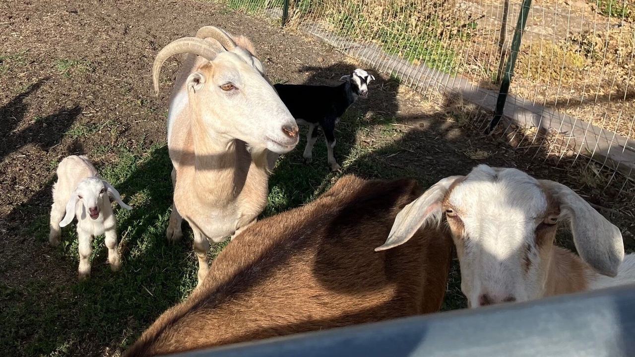 Photo of Others in American Canyon