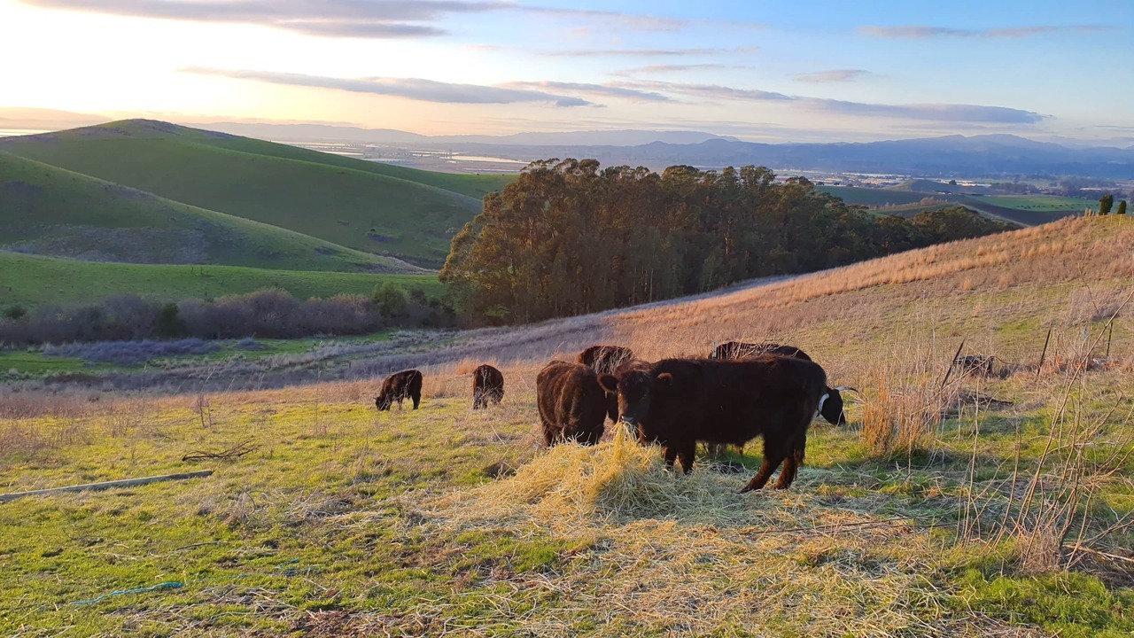 Photo of Others in American Canyon