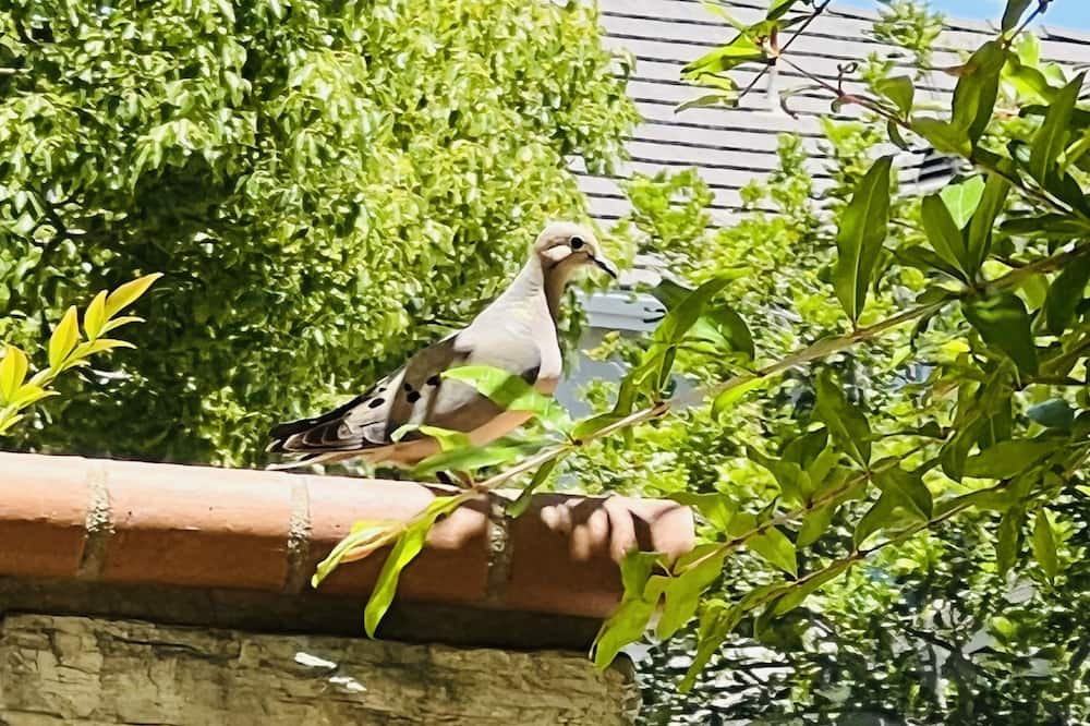 Photo of Outdoor in Ladera Ranch