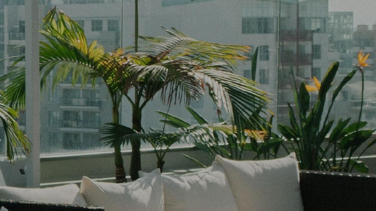 Photo of Outdoor in Palms