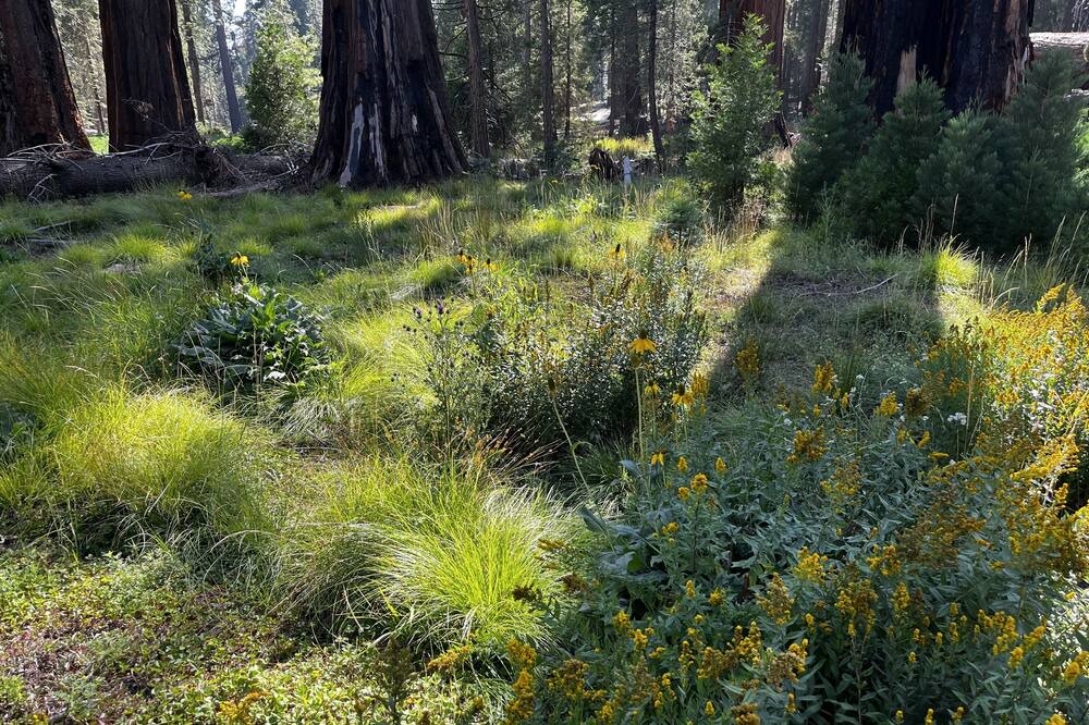 Photo of Outdoor in Mariposa