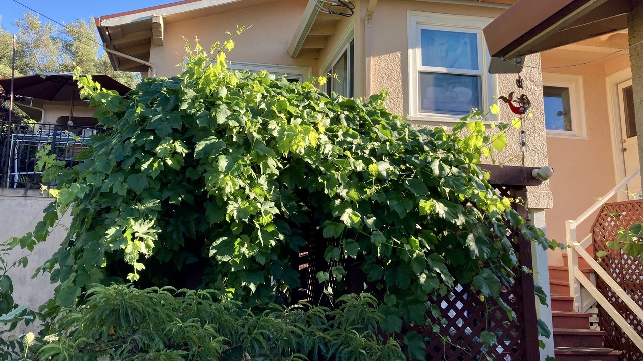 Photo of Outdoor in Willits