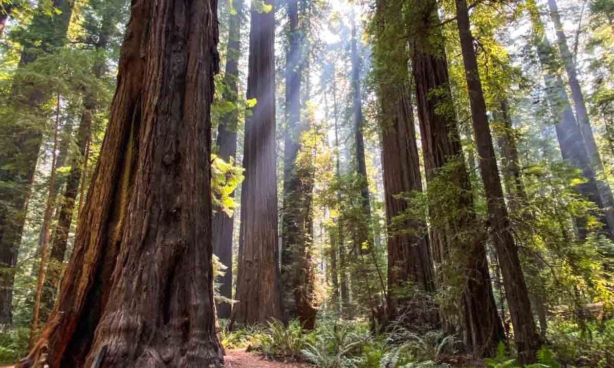 Photo of Outdoor in Willits