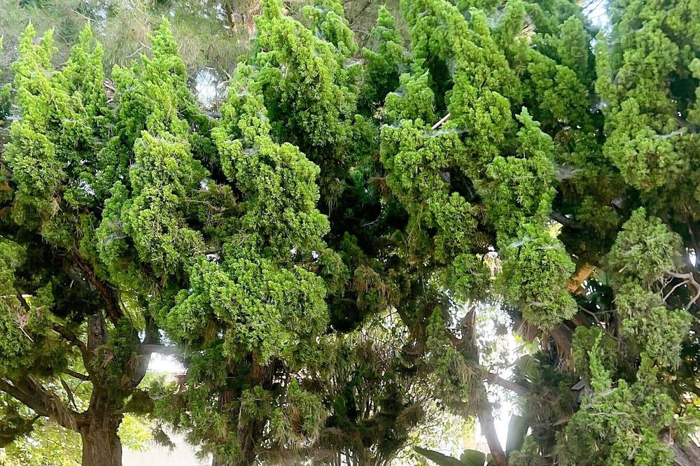 Photo of Outdoor in Fountain Valley