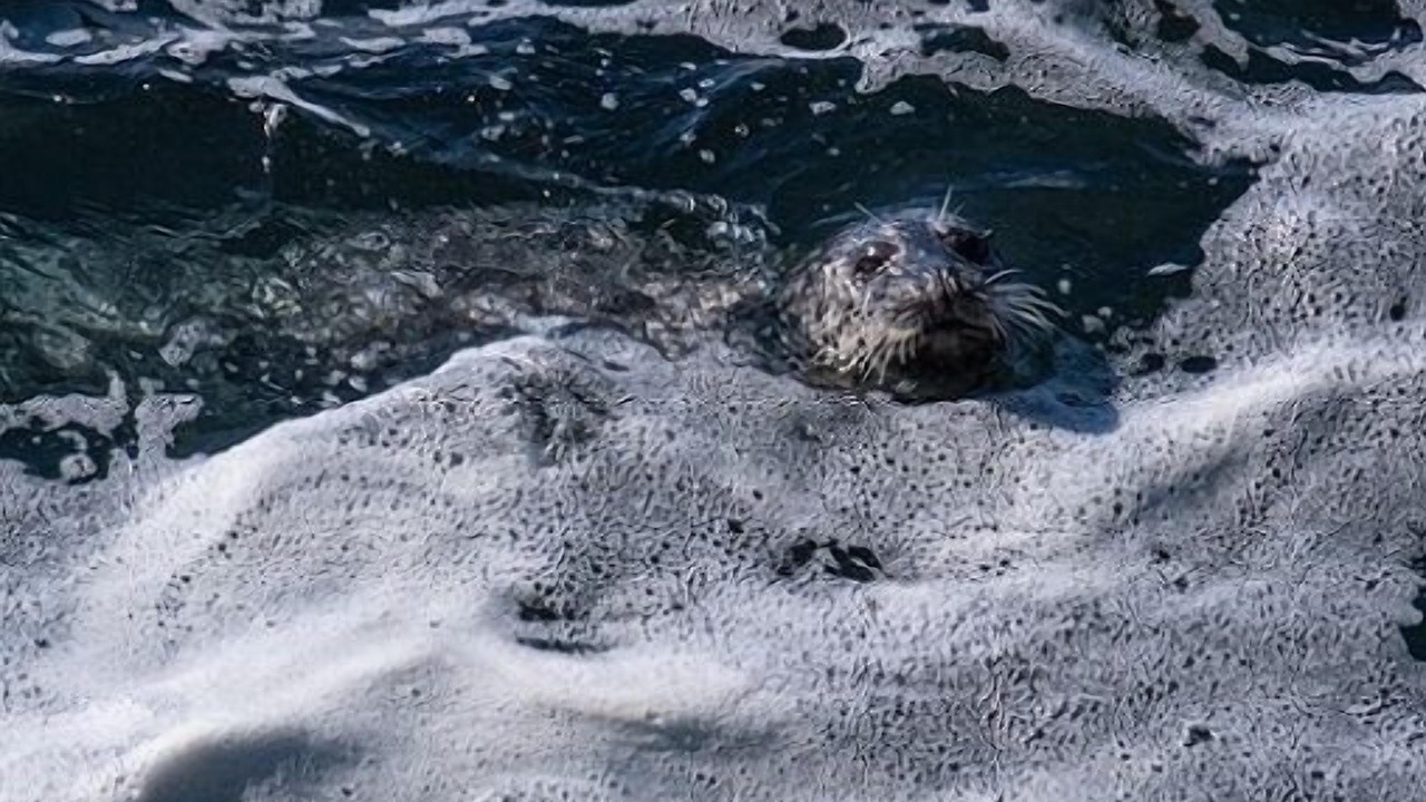 Photo of Others in Sea Ranch